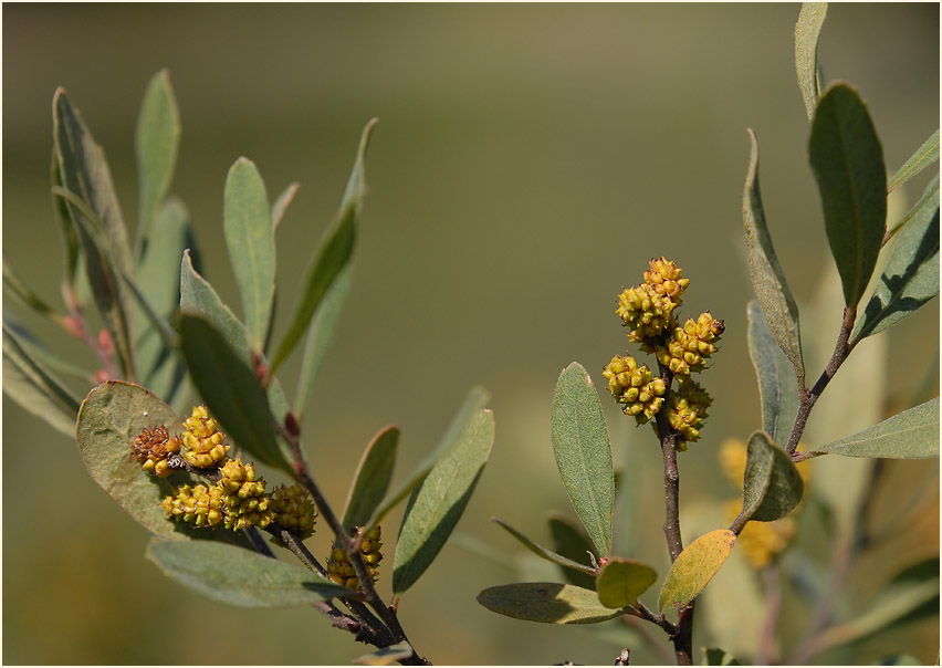 Gagelstrauch (Myrica gale)