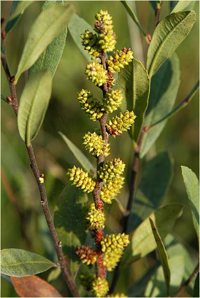 Gagelstrauch (Myrica gale)