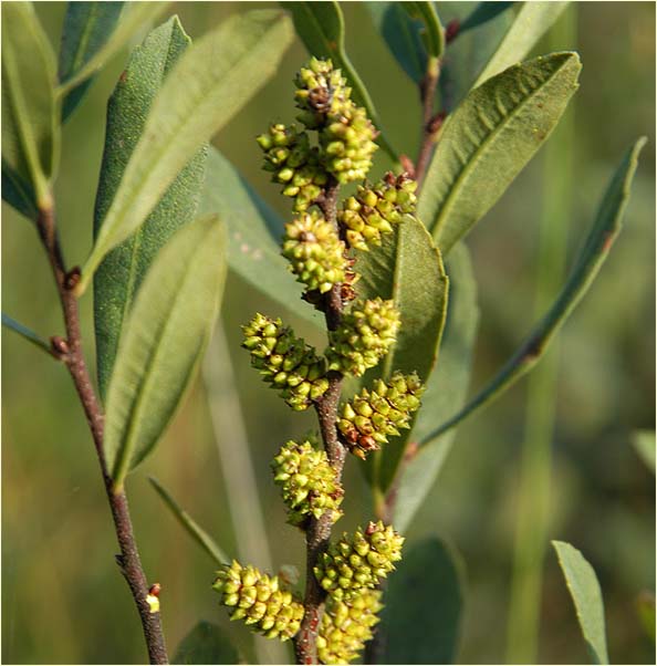 Gagelstrauch (Myrica gale)