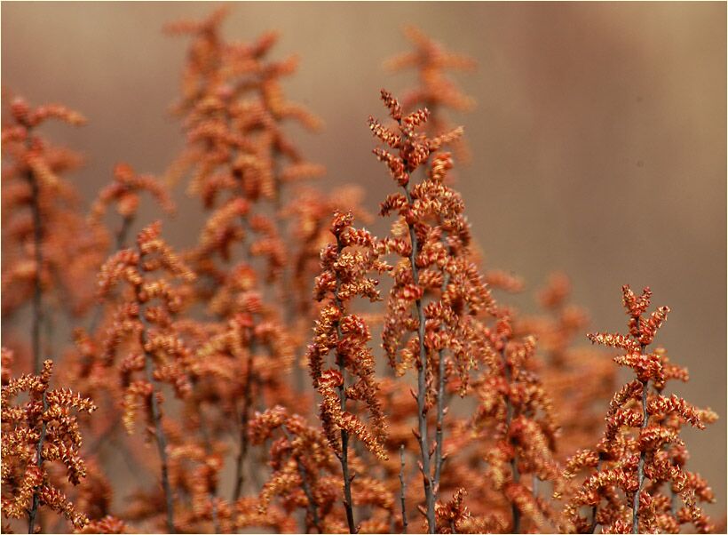 Gagelstrauch (Myrica gale)