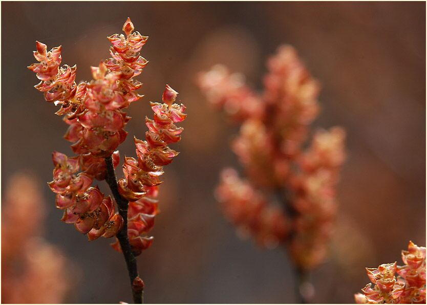 Gagelstrauch (Myrica gale)