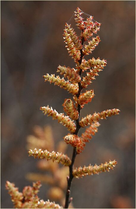 Gagelstrauch (Myrica gale)