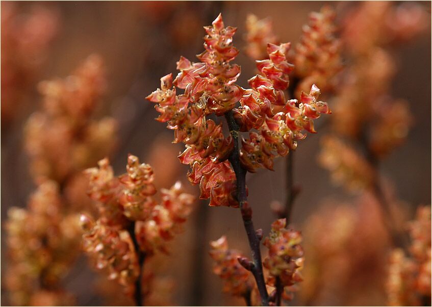 Gagelstrauch (Myrica gale)