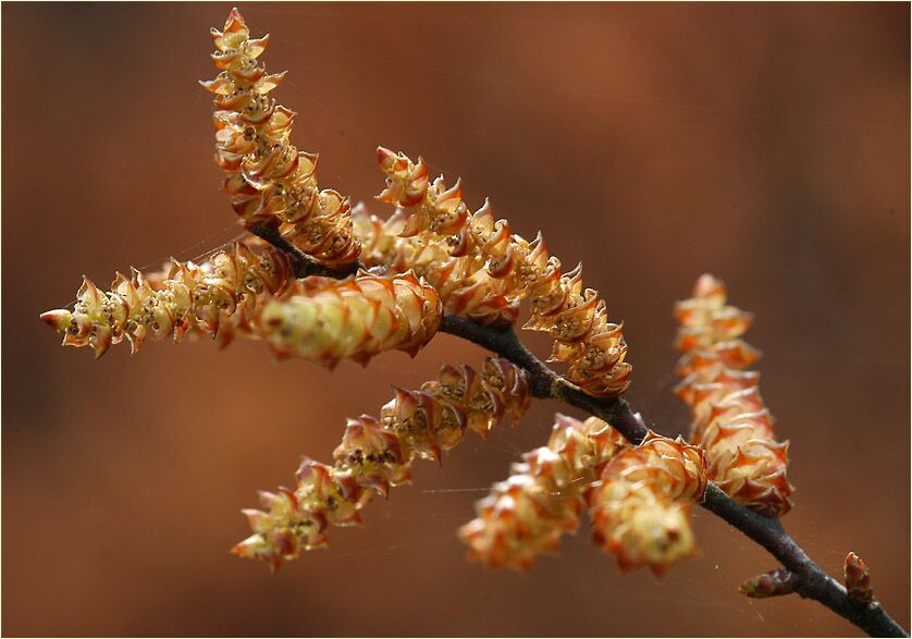 Gagelstrauch (Myrica gale)