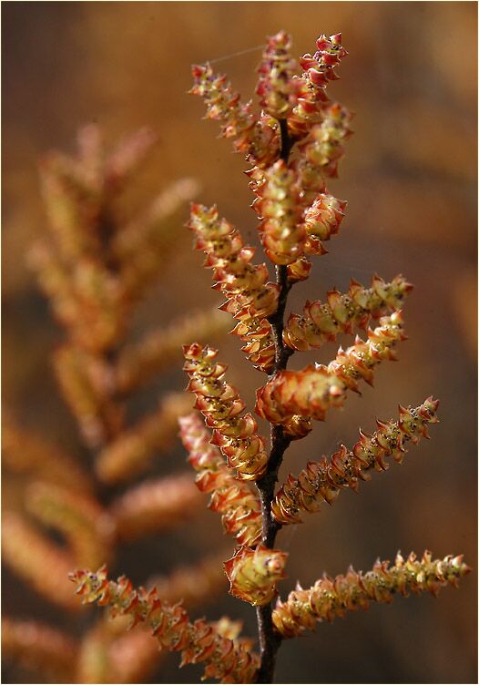 Gagelstrauch (Myrica gale)