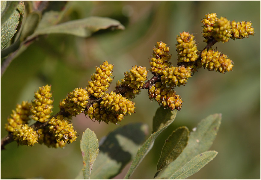 Gagelstrauch (Myrica gale)