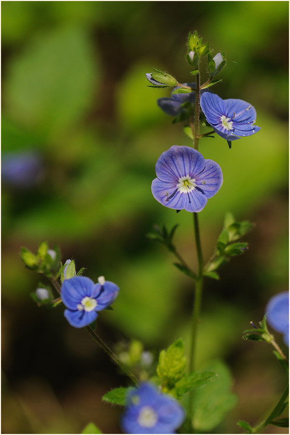 Gamander-Ehrenpreis (Veronica chamaedrys)