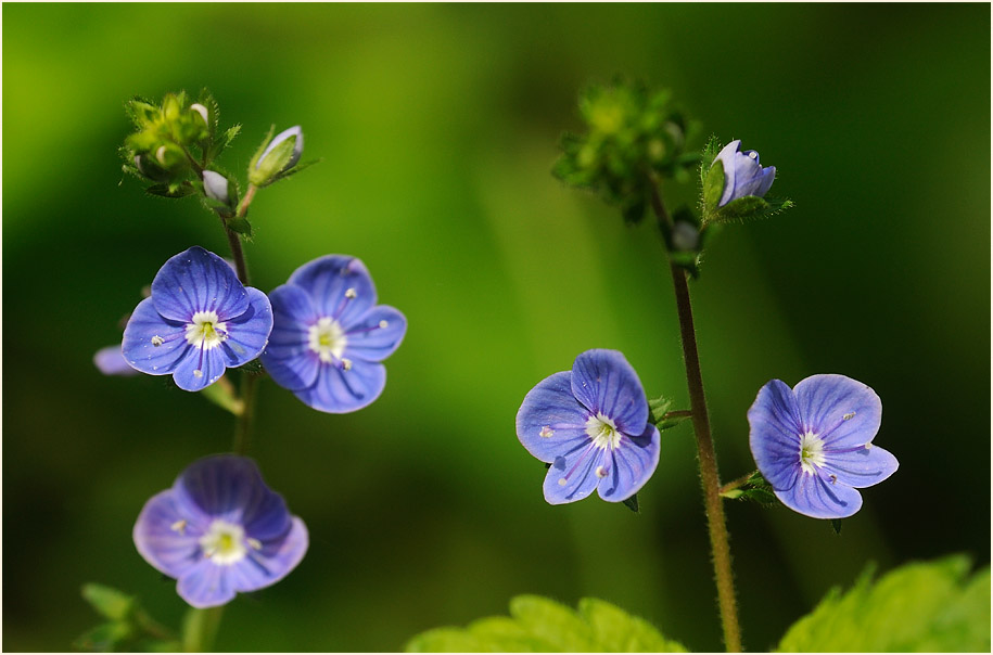 Gamander-Ehrenpreis (Veronica chamaedrys)