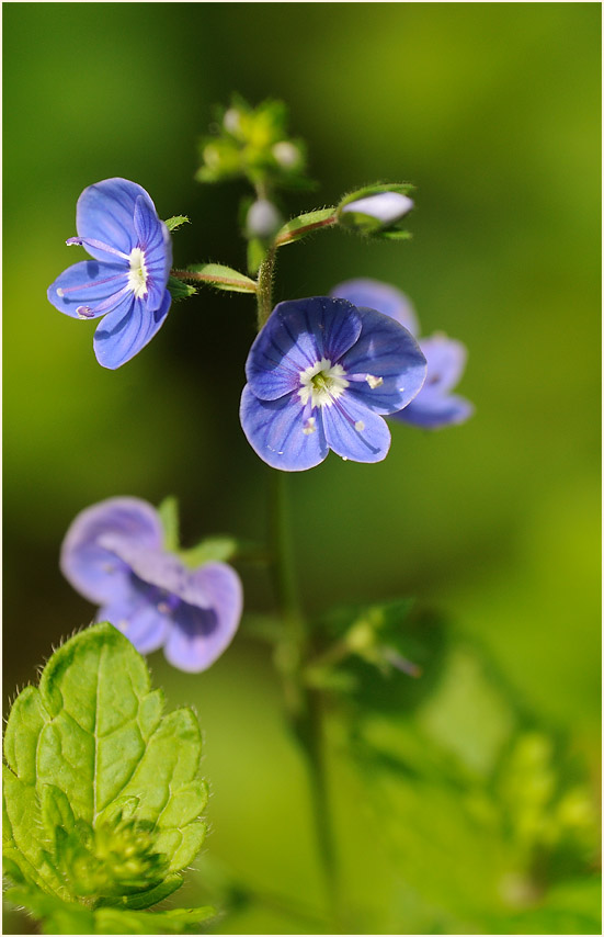 Gamander-Ehrenpreis (Veronica chamaedrys)