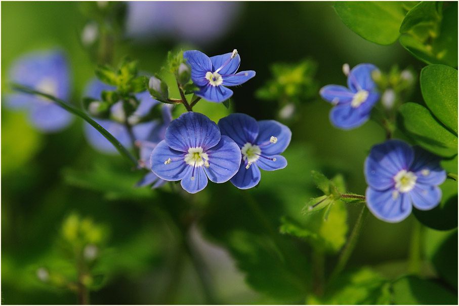 Gamander-Ehrenpreis (Veronica chamaedrys)