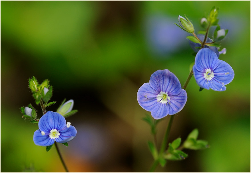 Gamander-Ehrenpreis (Veronica chamaedrys)