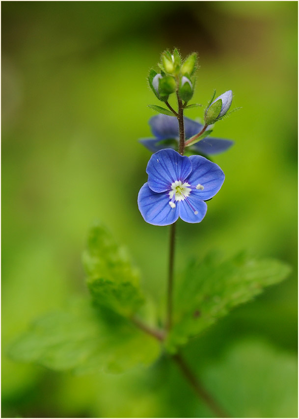 Gamander-Ehrenpreis (Veronica chamaedrys)