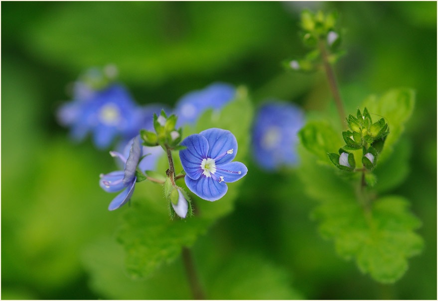 Gamander-Ehrenpreis (Veronica chamaedrys)