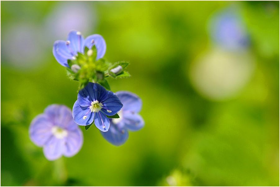 Gamander-Ehrenpreis (Veronica chamaedrys)