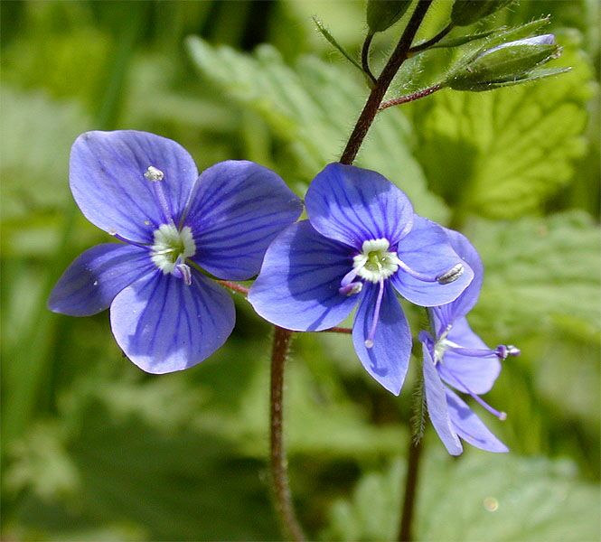 Gamander-Ehrenpreis (Veronica chamaedrys)