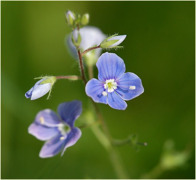 Gamander-Ehrenpreis (Veronica chamaedrys)