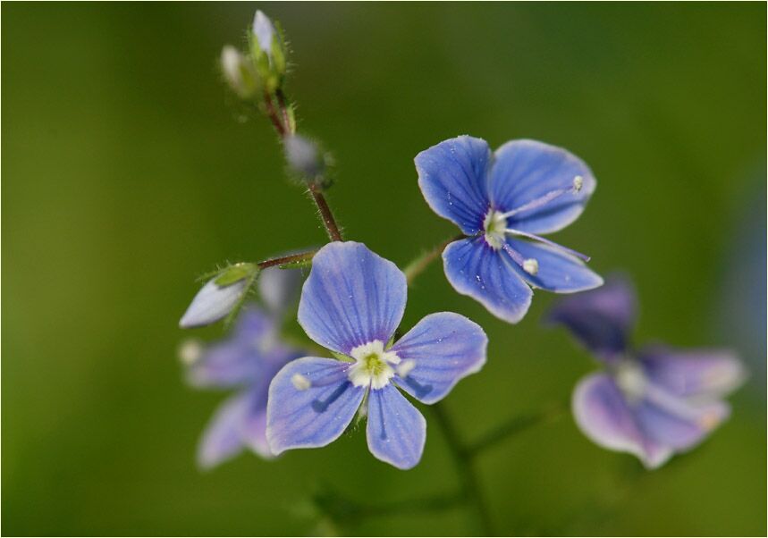 Gamander-Ehrenpreis (Veronica chamaedrys)