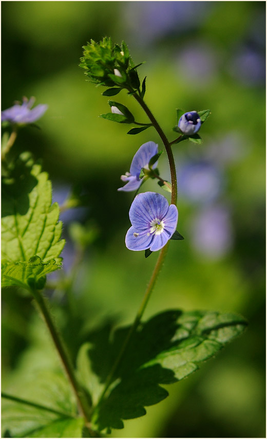 Gamander-Ehrenpreis (Veronica chamaedrys)