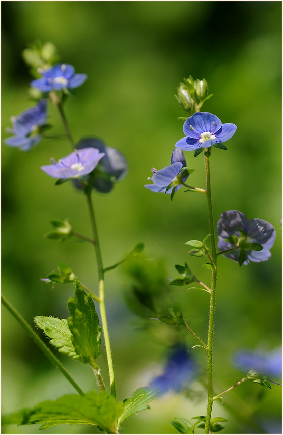 Gamander-Ehrenpreis (Veronica chamaedrys)