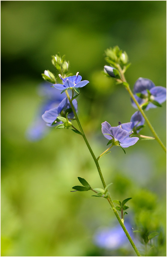 Gamander-Ehrenpreis (Veronica chamaedrys)