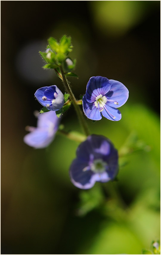 Gamander-Ehrenpreis (Veronica chamaedrys)