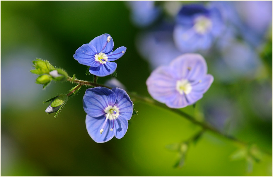 Gamander-Ehrenpreis (Veronica chamaedrys)