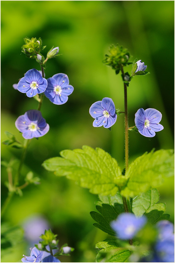 Gamander-Ehrenpreis (Veronica chamaedrys)