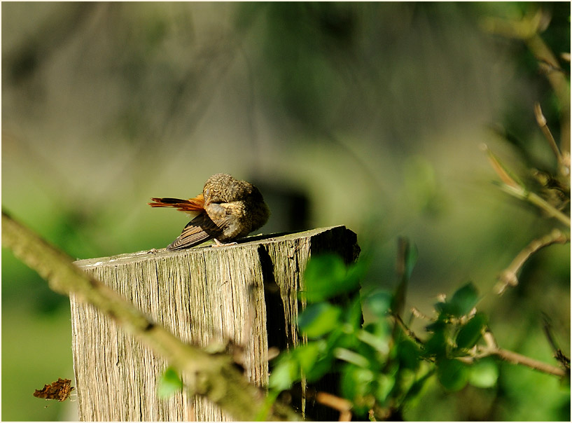 Gartenrotschwanz