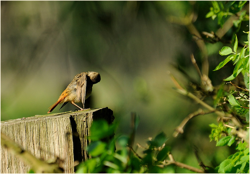Gartenrotschwanz