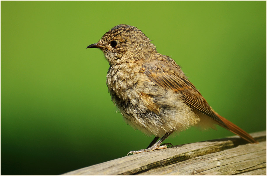 Junger Gartenrotschwanz