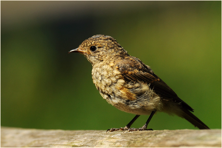 Junger Gartenrotschwanz