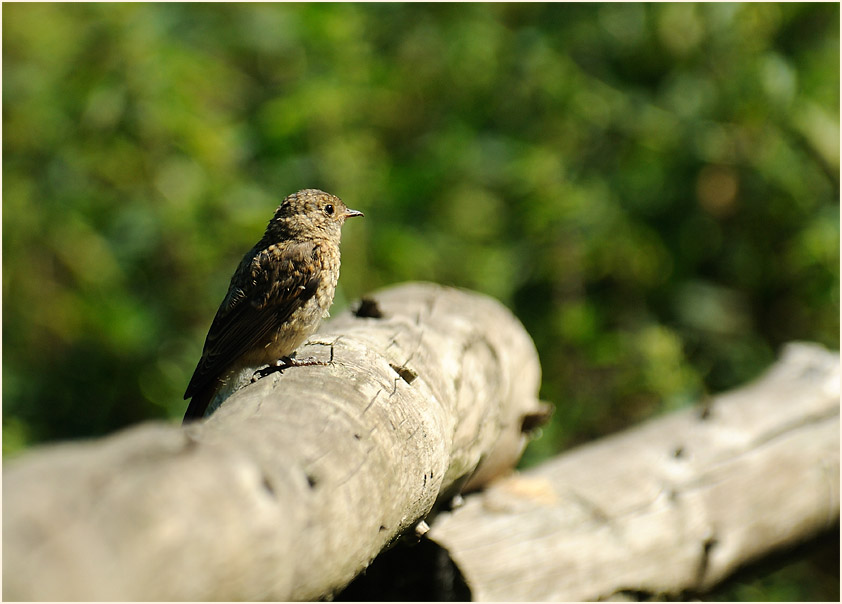 Junger Gartenrotschwanz