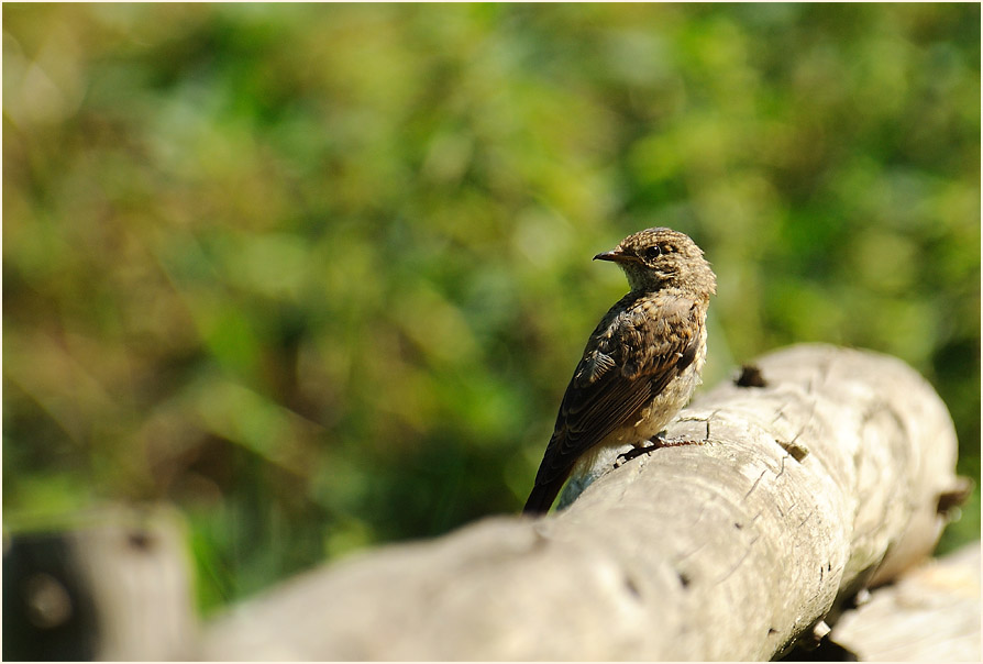 Junger Gartenrotschwanz