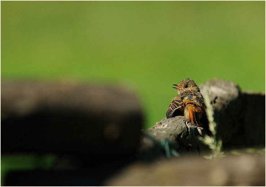 Junger Gartenrotschwanz