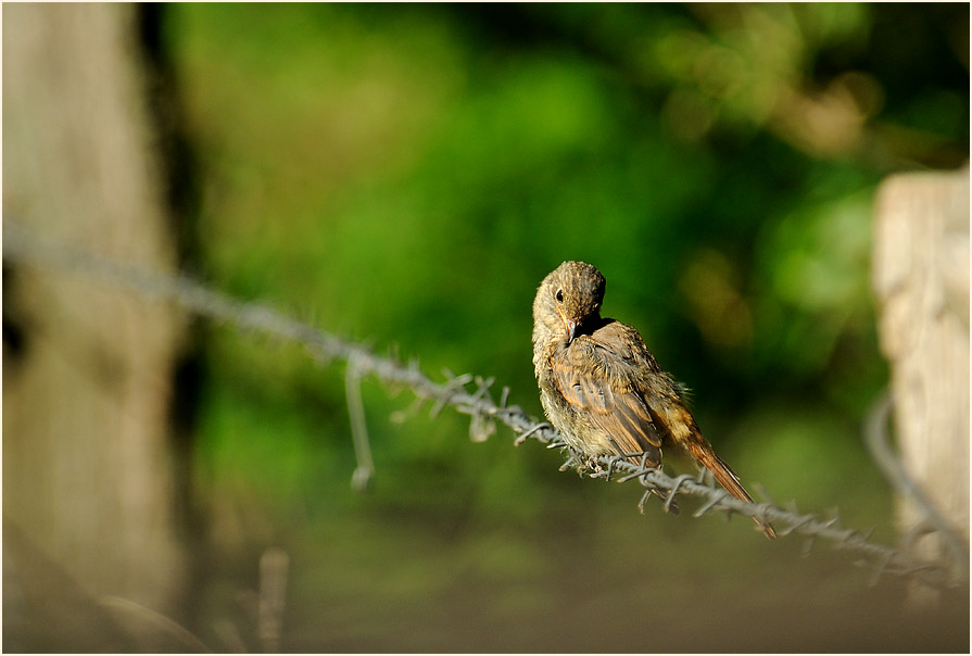Junger Gartenrotschwanz