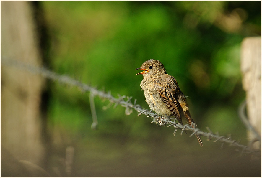 Junger Gartenrotschwanz