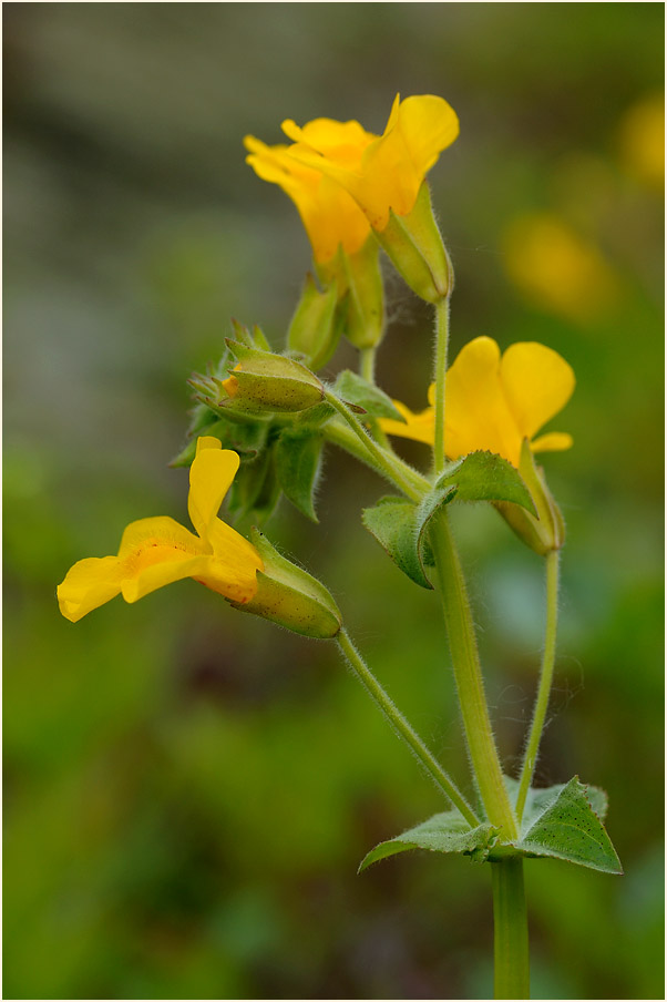 Gauklerblume (Mimulus guttatus)