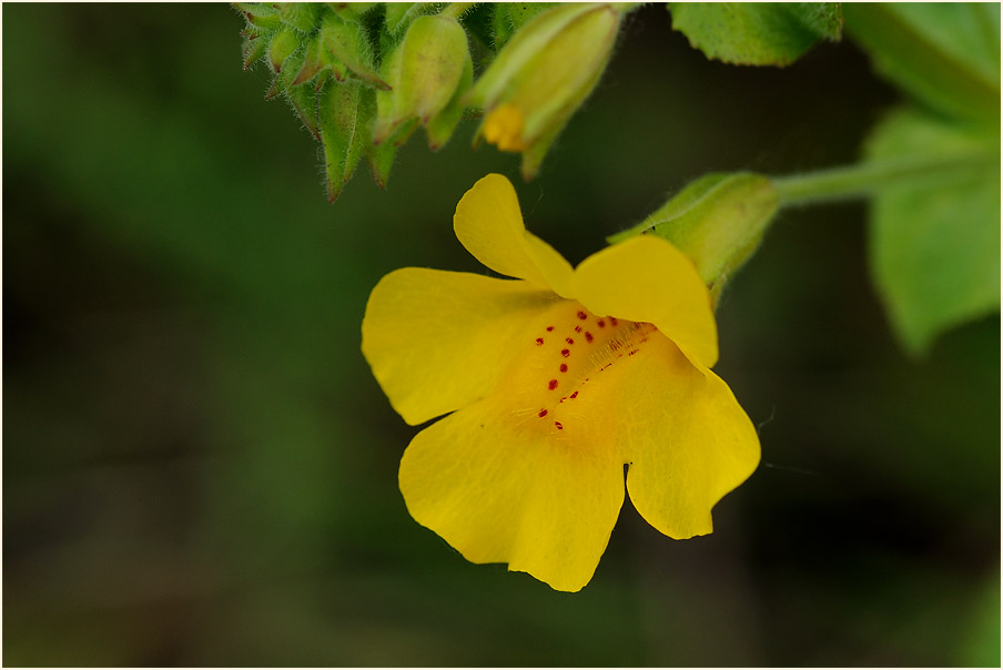 Gauklerblume (Mimulus guttatus)