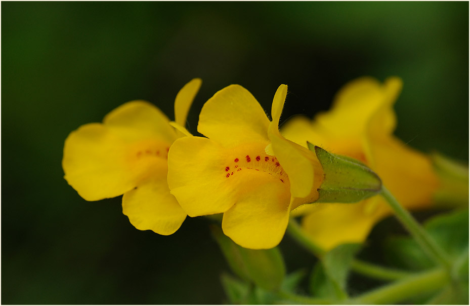 Gauklerblume (Mimulus guttatus)