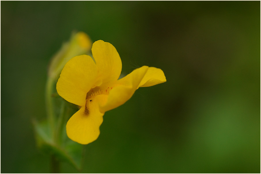 Gauklerblume (Mimulus guttatus)