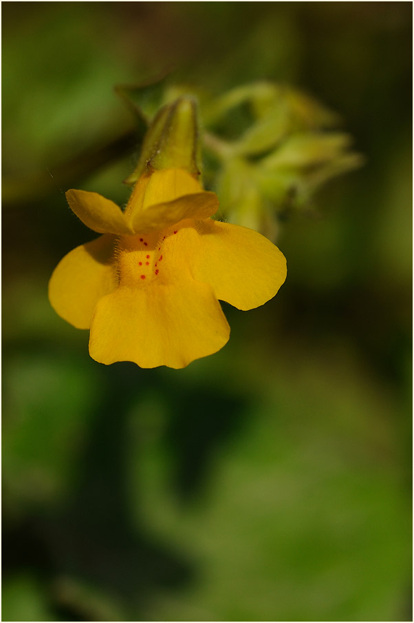 Gauklerblume (Mimulus guttatus)