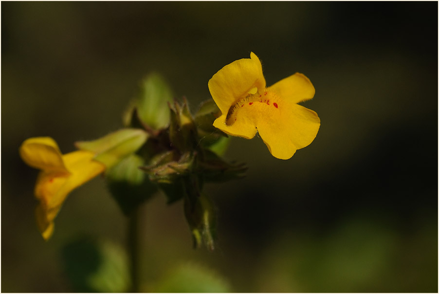 Gauklerblume (Mimulus guttatus)