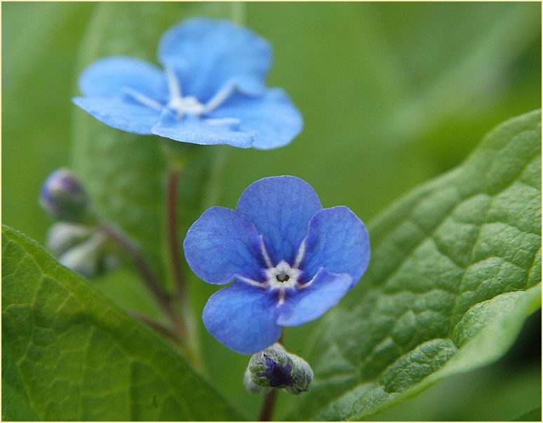 Gedenkemein (Omphalodes verna)