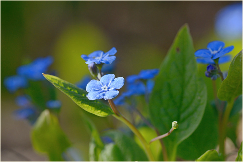 Gedenkemein (Omphalodes verna)