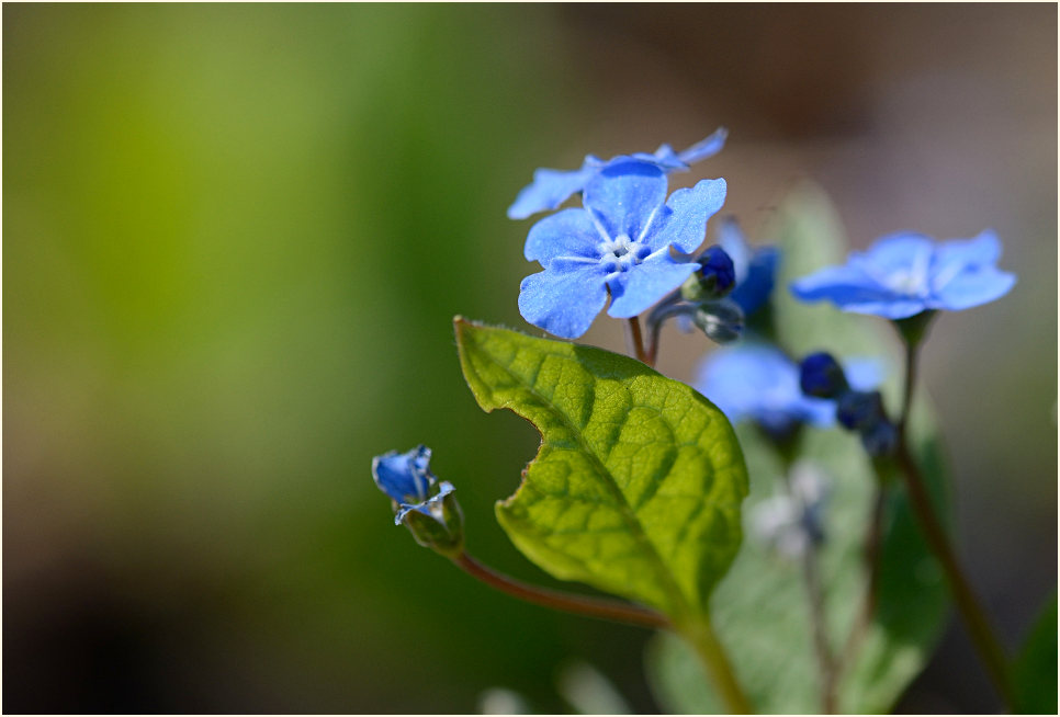 Gedenkemein (Omphalodes verna)