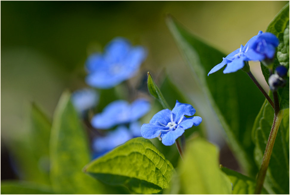 Gedenkemein (Omphalodes verna)