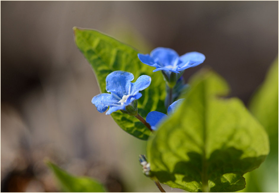 Gedenkemein (Omphalodes verna)