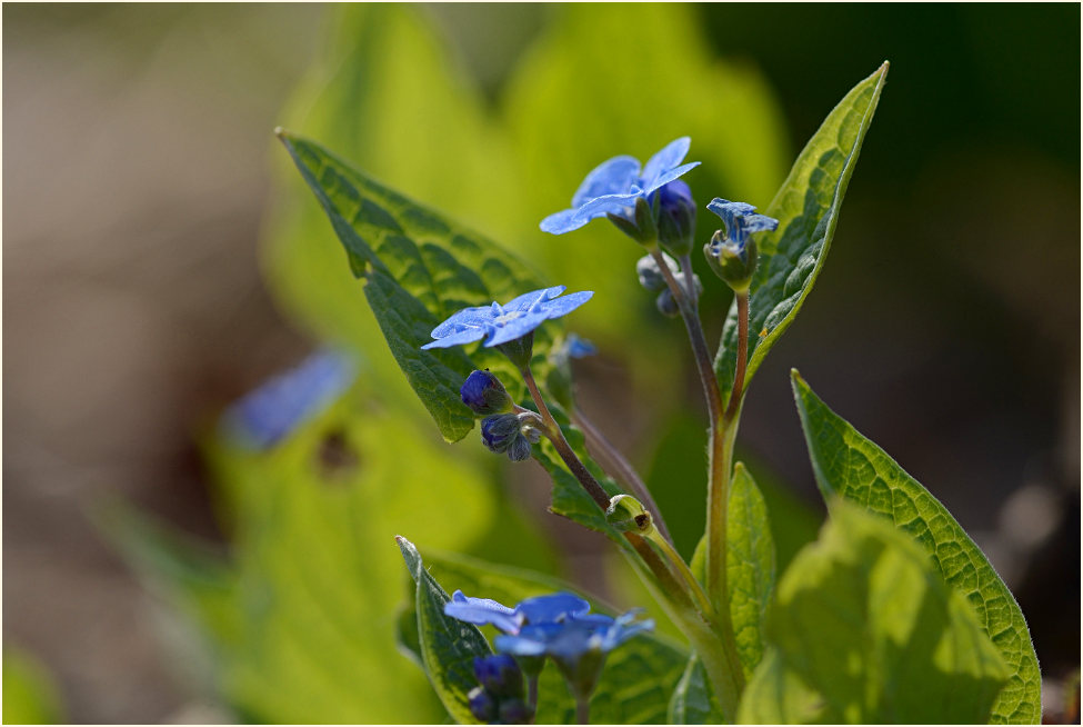 Gedenkemein (Omphalodes verna)