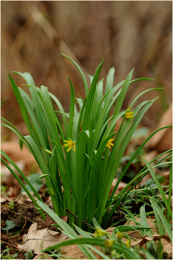 Gelbstern (Gagea lutea)