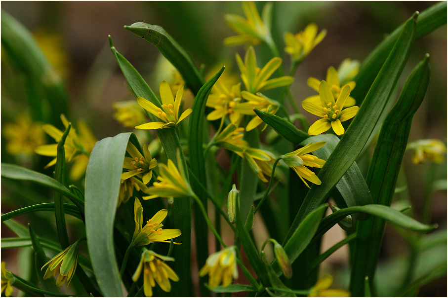 Gelbstern (Gagea lutea)